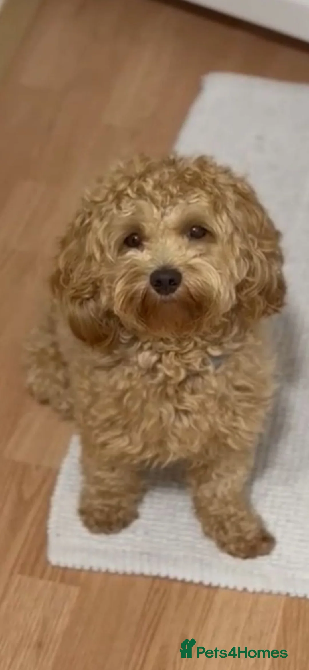 Mixed Breed dogs for sale: STUNNING TOY MALSHIPOO LITTER JUST BORN 22ndFEB - Advert 5