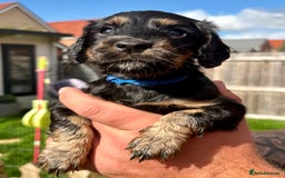 Cocker Spaniel dogs for sale: Cocker Spaniel puppies - Image 4
