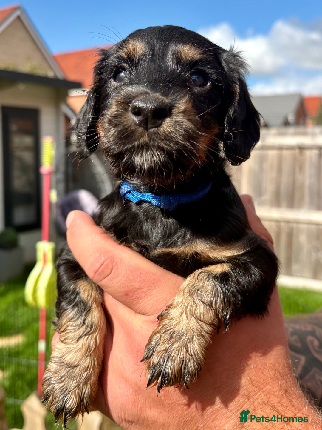 Cocker Spaniel dogs for sale: Cocker Spaniel puppies - Image 4