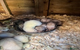 Ferret rodents for sale: 2 Hobs and a jill  - Advert 6