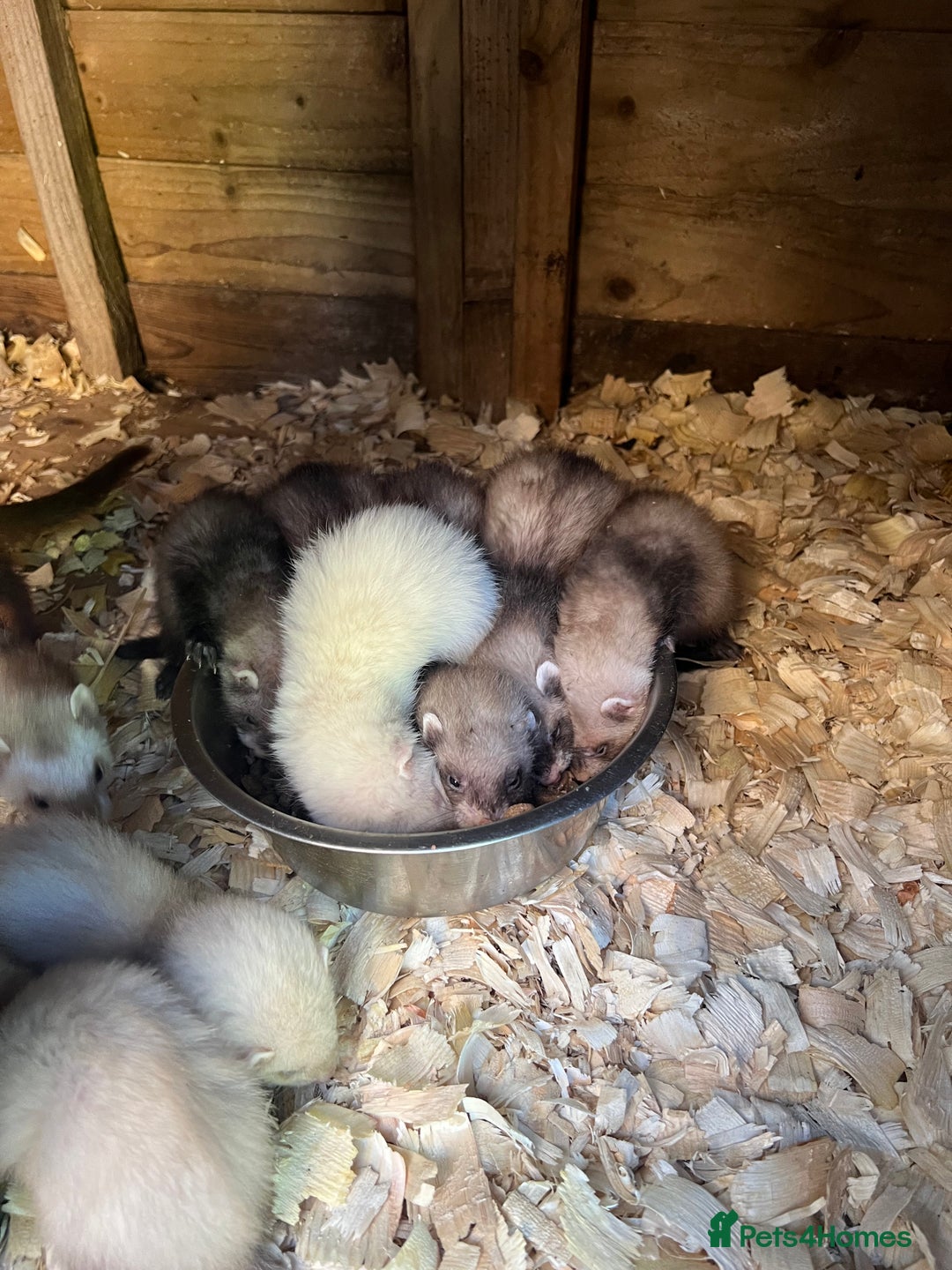 Ferret rodents for sale: 2 Hobs and a jill  - Advert 6