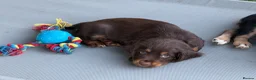 Cocker Spaniel dogs for sale: Working cocker Spainel puppies  - Advert 17