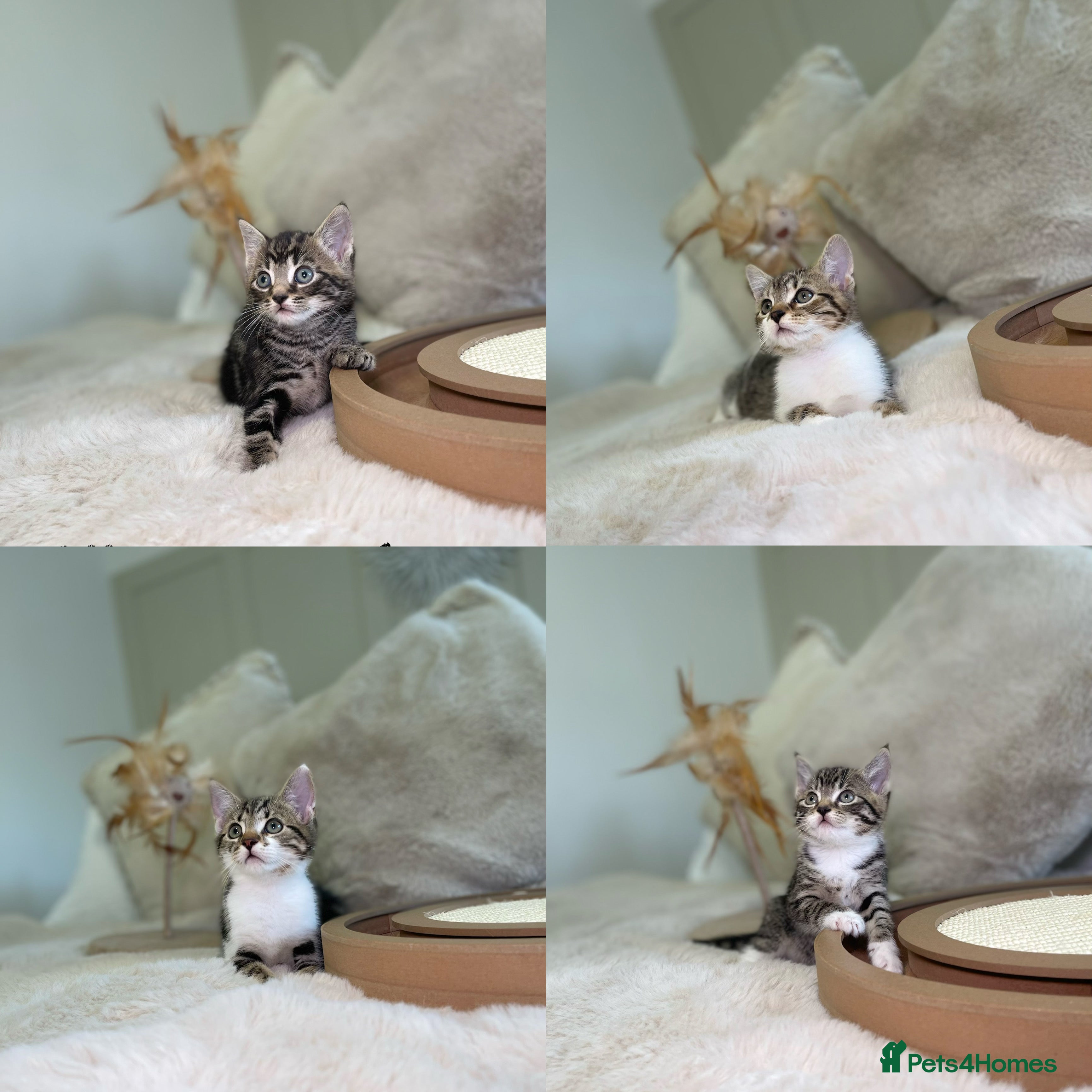 Mixed Breed cats Stunning kittens 8 weeks old ready now  - Advert 9