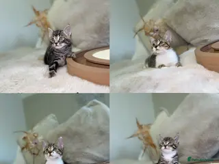 Mixed Breed cats Stunning kittens 8 weeks old ready now - Advert 9
