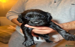 Cocker Spaniel dogs for sale: Working Cocker Spaniel  - Image 11