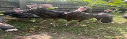 Turkeys poultry for sale: Norfolk bronze turkeys  - Advert 1