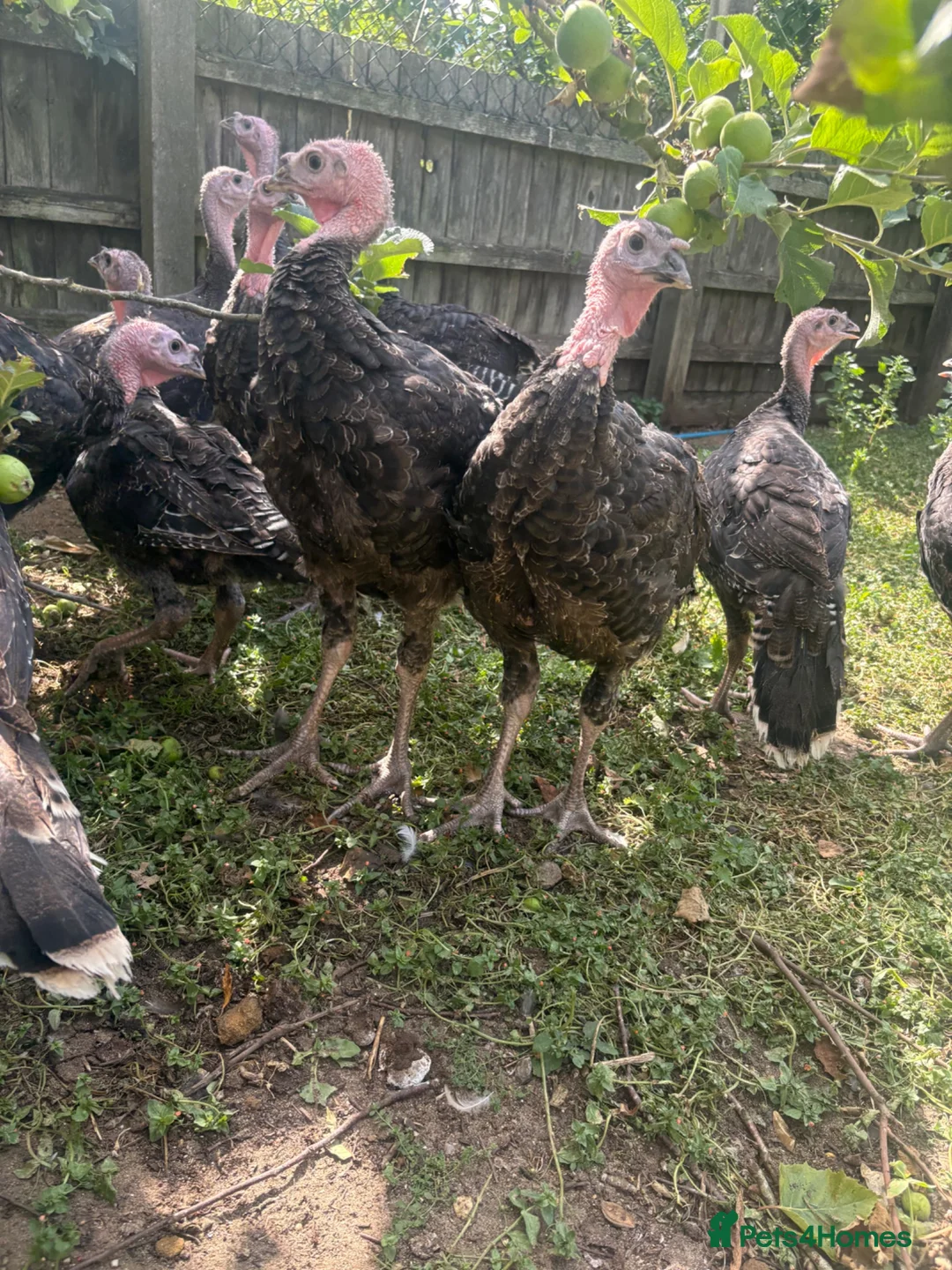 Turkeys poultry for sale: Norfolk bronze turkeys  - Advert 1