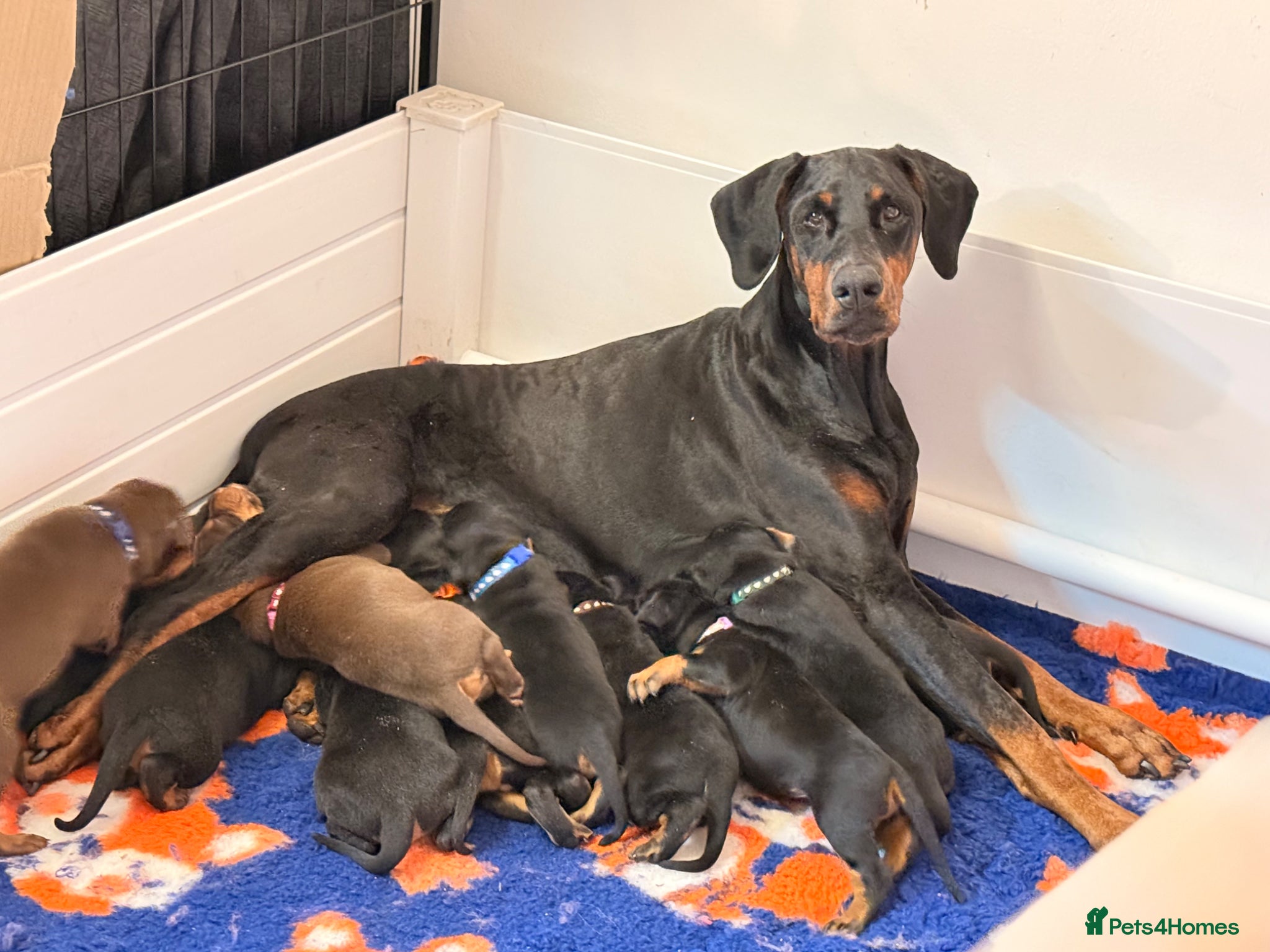 Dobermann dogs Exceptional kc pedigree dobermann puppies   - Advert 6