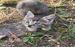 Perdoll cats for sale: Ragdoll cross kitten (all available)😻 - Image 12