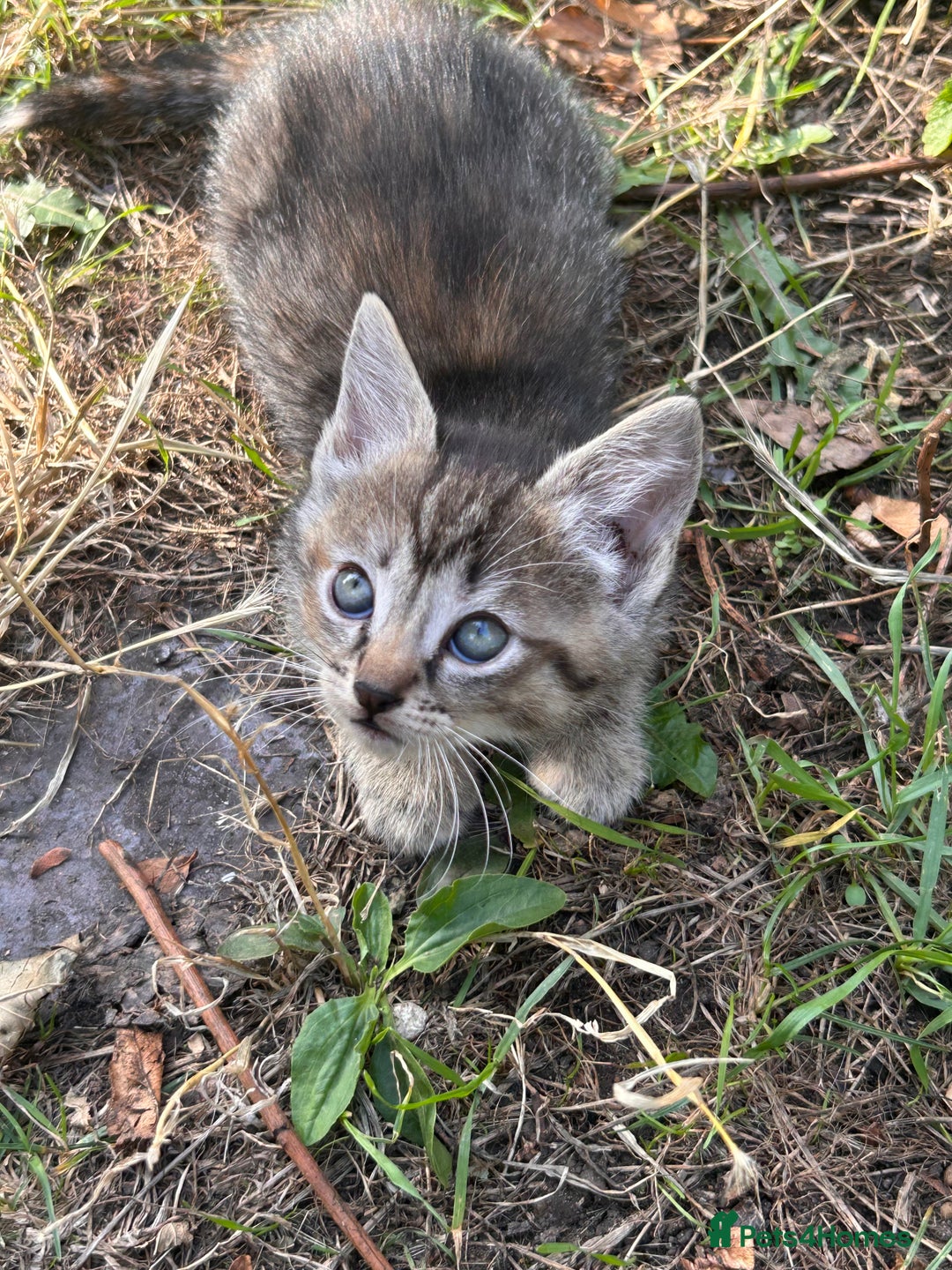 Perdoll cats for sale: Ragdoll cross kitten (all available)😻 - Image 12