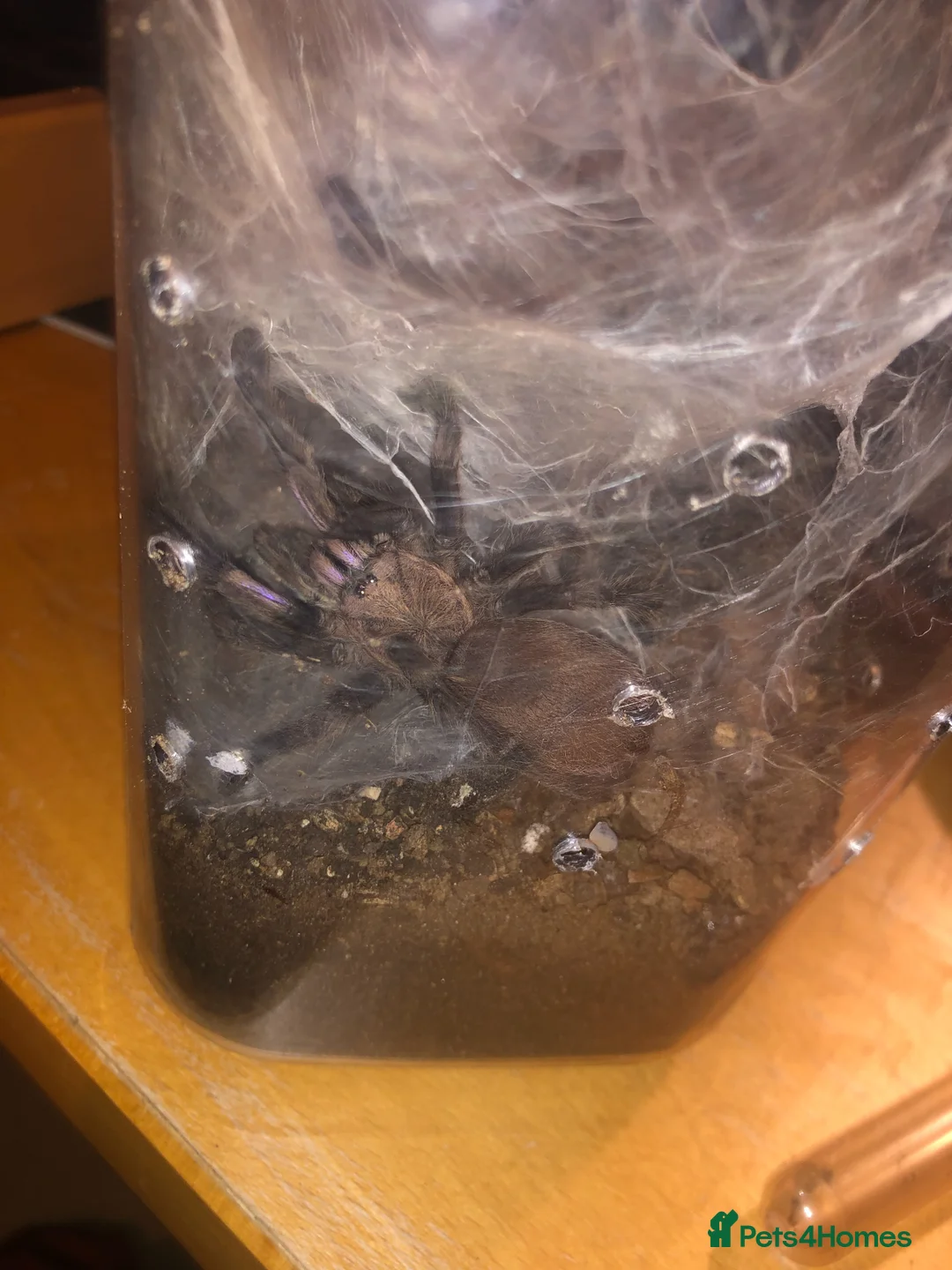 Tarantulas invertebrates for sale: Electric Blue Tarantula for sale moving house - Advert 3