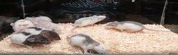 Rat rodents for sale: Baby Dumbo Rats Normal - Rex Furred  - Advert 13
