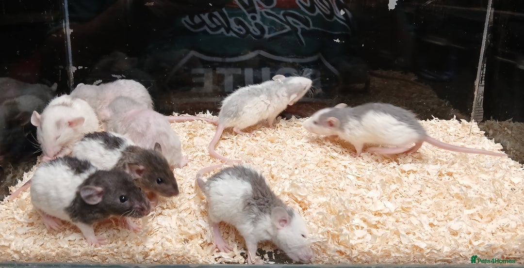 Rat rodents for sale: Baby Dumbo Rats Normal - Rex Furred  - Advert 13