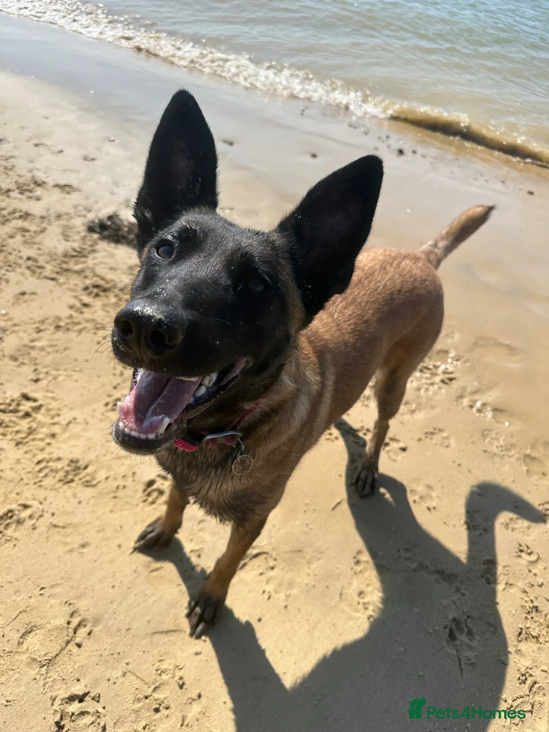 Belgian Shepherd Dog dogs for sale: Full trained lovely family Mali looking for a home - Advert 2