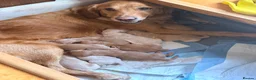 Golden Retriever dogs for sale: KC Registered Golden Retriever puppies - Advert 1
