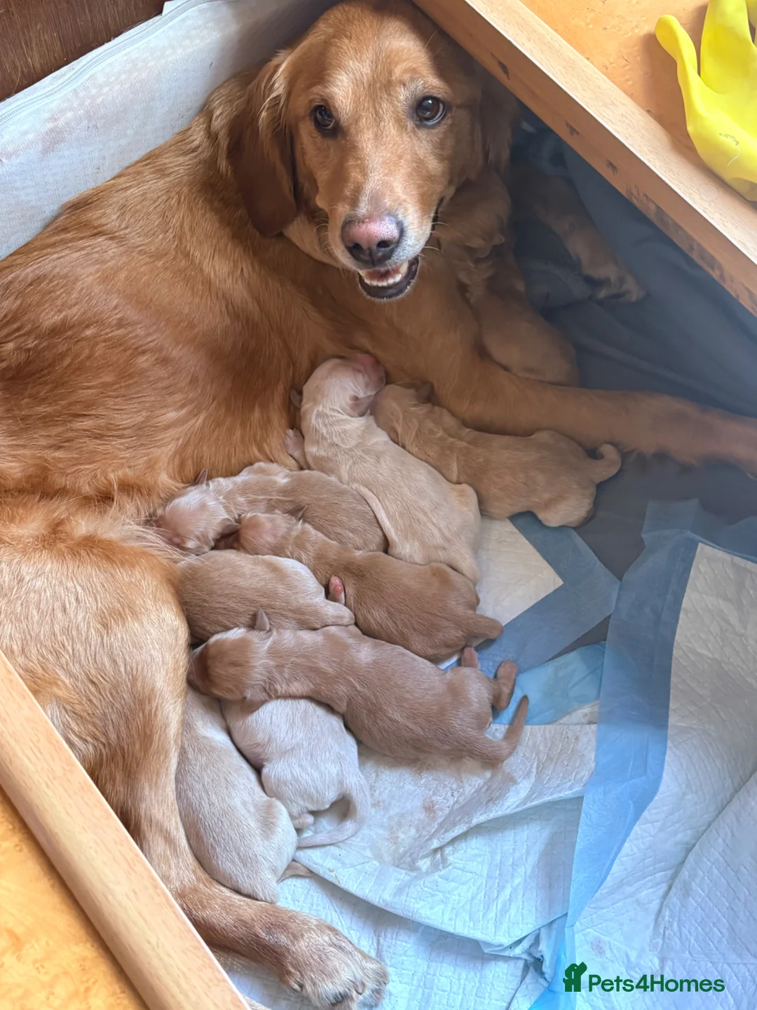 Golden Retriever dogs for sale: KC Registered Golden Retriever puppies - Advert 1