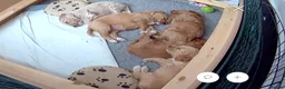 Cockapoo dogs for sale: Beautiful F2 Cockapoo Puppies in Birmingham - Advert 20