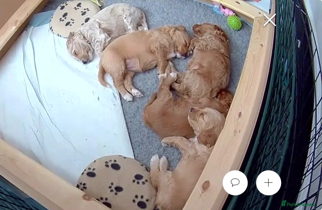 Cockapoo dogs for sale: Beautiful F2 Cockapoo Puppies in Birmingham - Advert 20