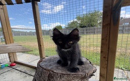 Maine Coon cats for sale: Ready Now! Conancoon GCCF Registered Maine Coon - Image 2