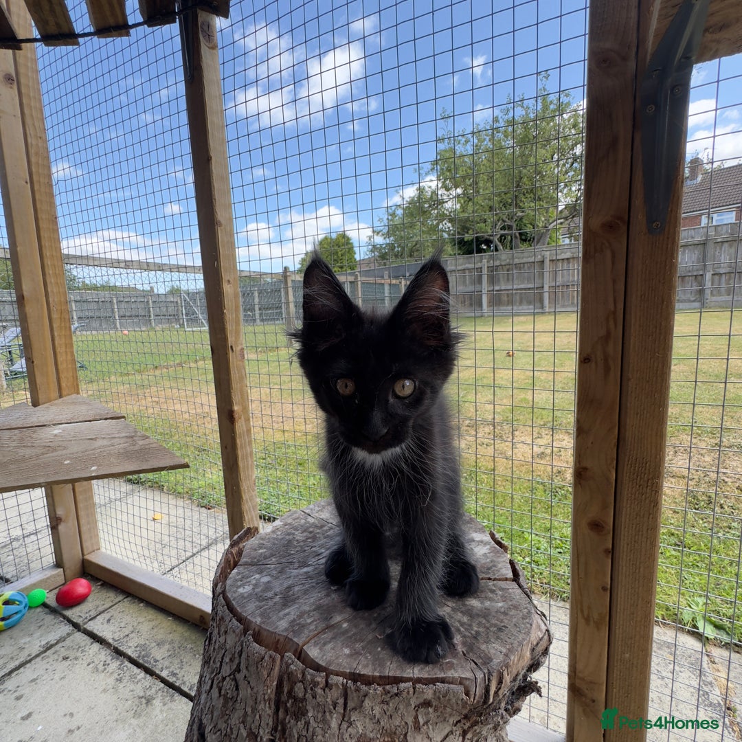 Maine Coon cats for sale: Ready Now! Conancoon GCCF Registered Maine Coon - Image 2