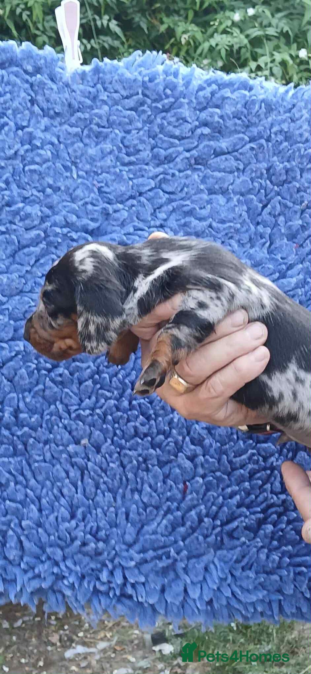 Dachshund dogs for sale: 3 Stunning boy puppies for sale - Image 7
