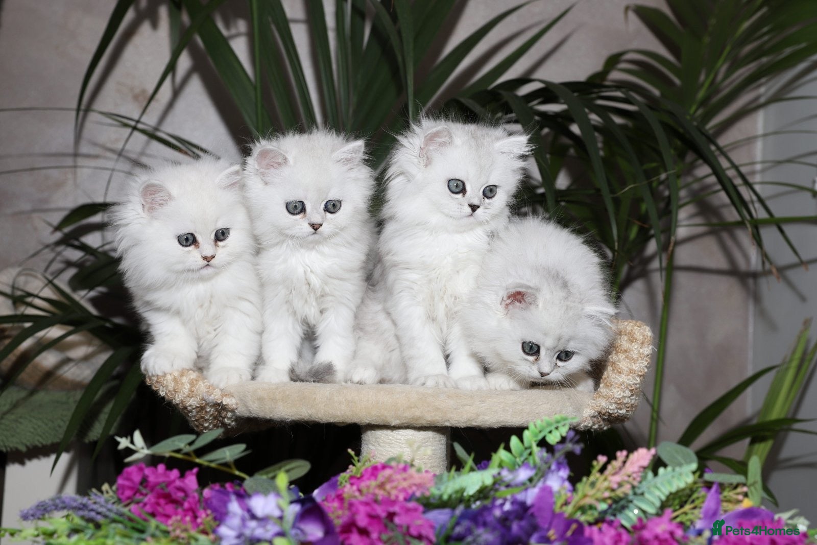 Persian cats Stunning Chinchilla Persian Kittens-Ready to go 💕 - Advert 1