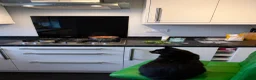 Domestic Shorthair cats for sale: 🐾 Loving House Cat Looking for His Forever Home - Advert 6