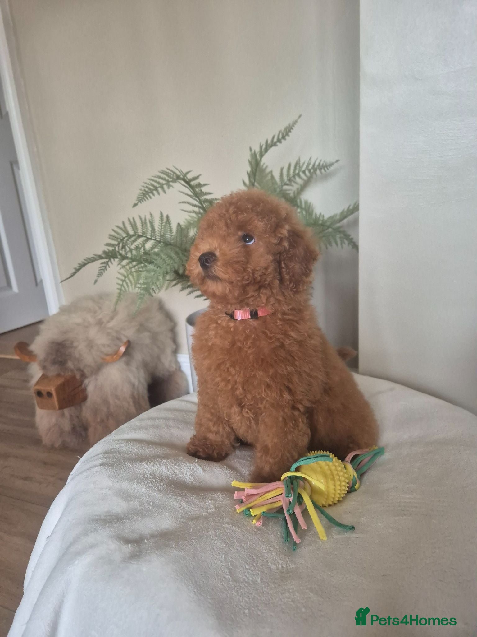 Toy Poodle dogs Kc regd Toy Poodles  - Advert 2