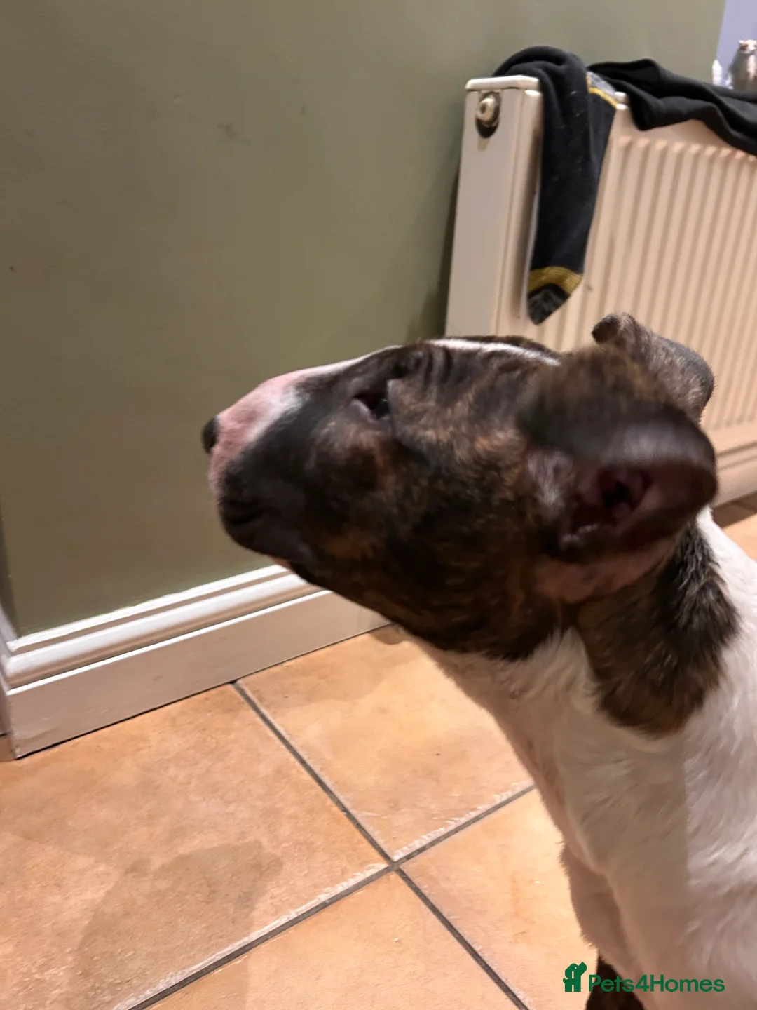 English Bull Terrier dogs for sale: English bull terrier puppy bitch for sale - Advert 6