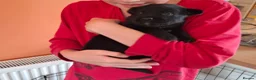 Sheprador dogs for sale: K.C registered German Shepherd × Labrodore pups  - Advert 7