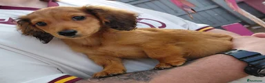 Miniature Dachshund Puppy 2