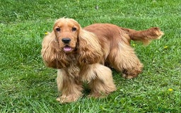 Cocker Spaniel dogs for sale: Waiting list open! KC reg Cocker Spaniel pups - Image 8
