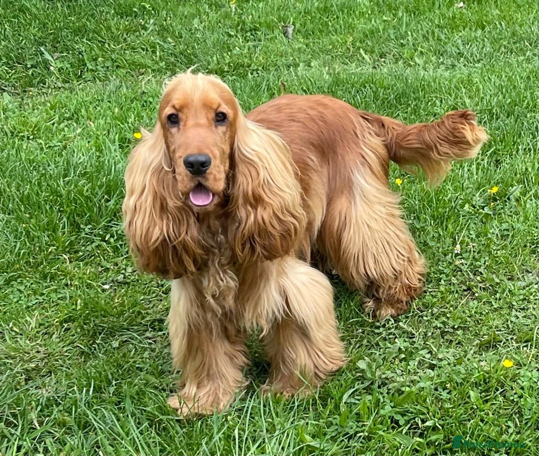 Cocker Spaniel dogs for sale: Waiting list open! KC reg Cocker Spaniel pups - Image 8