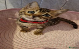Bengal cats for sale: Pure Bengal kittens ❤️  - Image 2