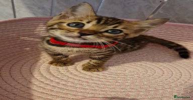 Bengal cats - Advert 14