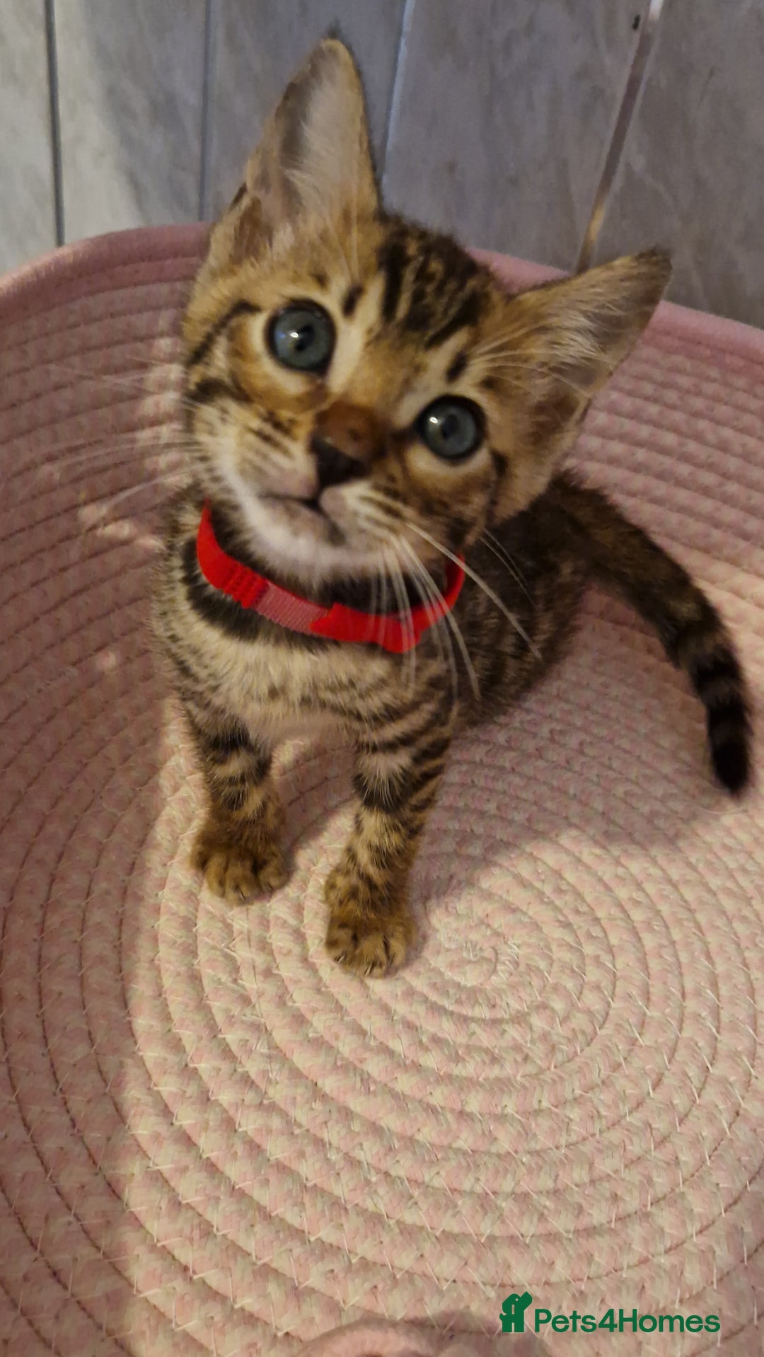 Bengal cats for sale: Pure Bengal kittens ❤️  - Image 2