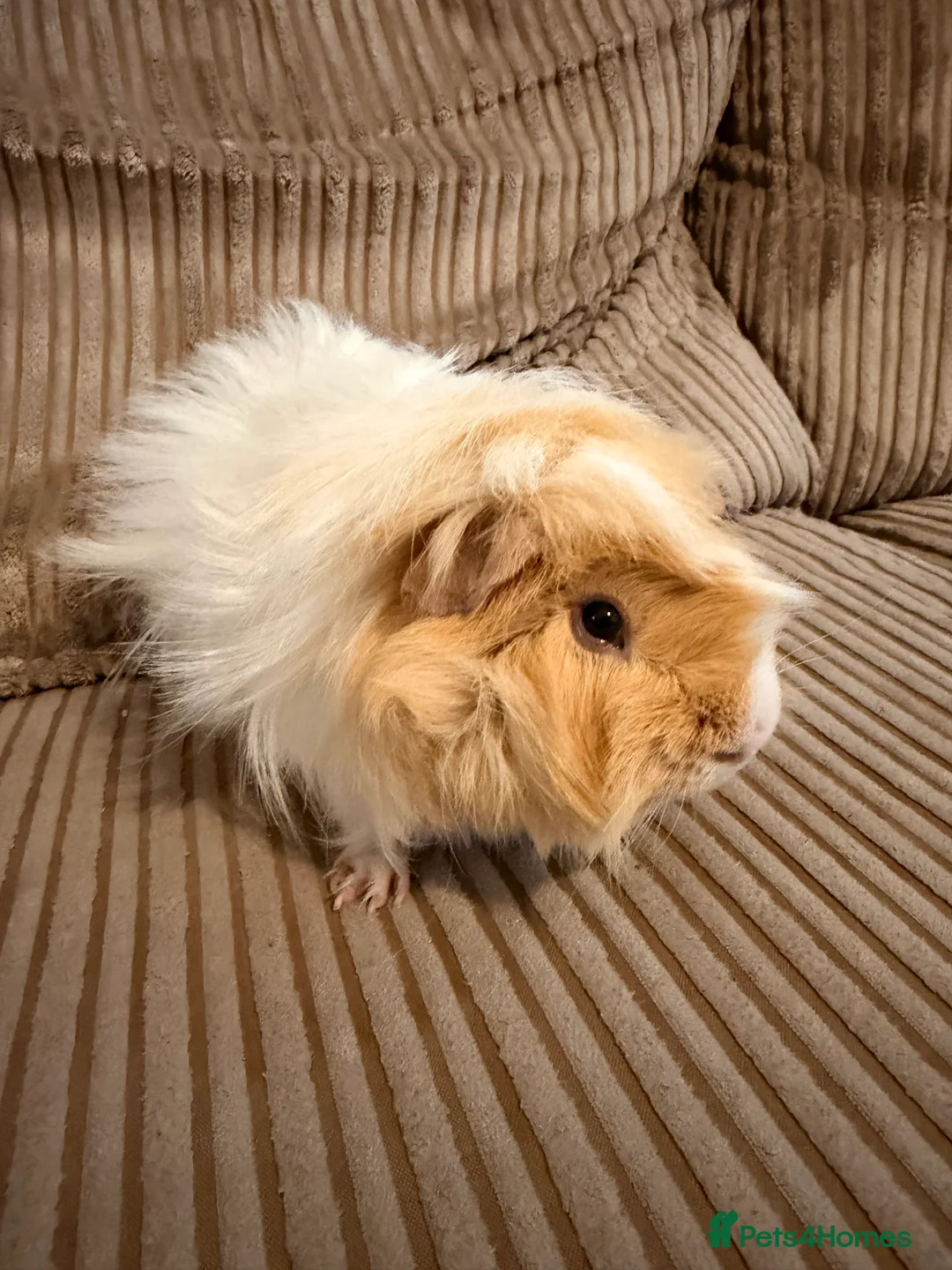 Guinea Pig rodents for sale: Boar Abyssinian  - Advert 2