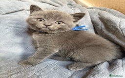 British Shorthair cats for sale: Beautiful British short haired /British long hair  - Image 9