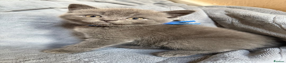 British Shorthair Kitten 1