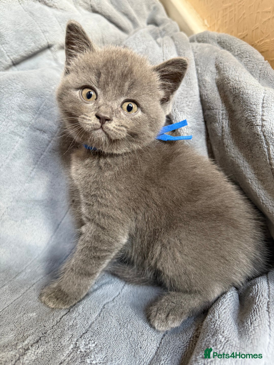 British Shorthair cats for sale: Beautiful British short haired /British long hair  - Image 9