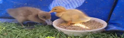 Ducks poultry for sale: One little saxony duckling looking for a home - Advert 2