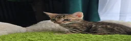 Bengal cats for sale: Outstanding rosetted brown bengal girls and boys🔥 - Advert 6
