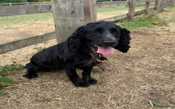 Cocker Spaniel dogs for sale: 3 year old Female Cocker Spaniel  - Image 2