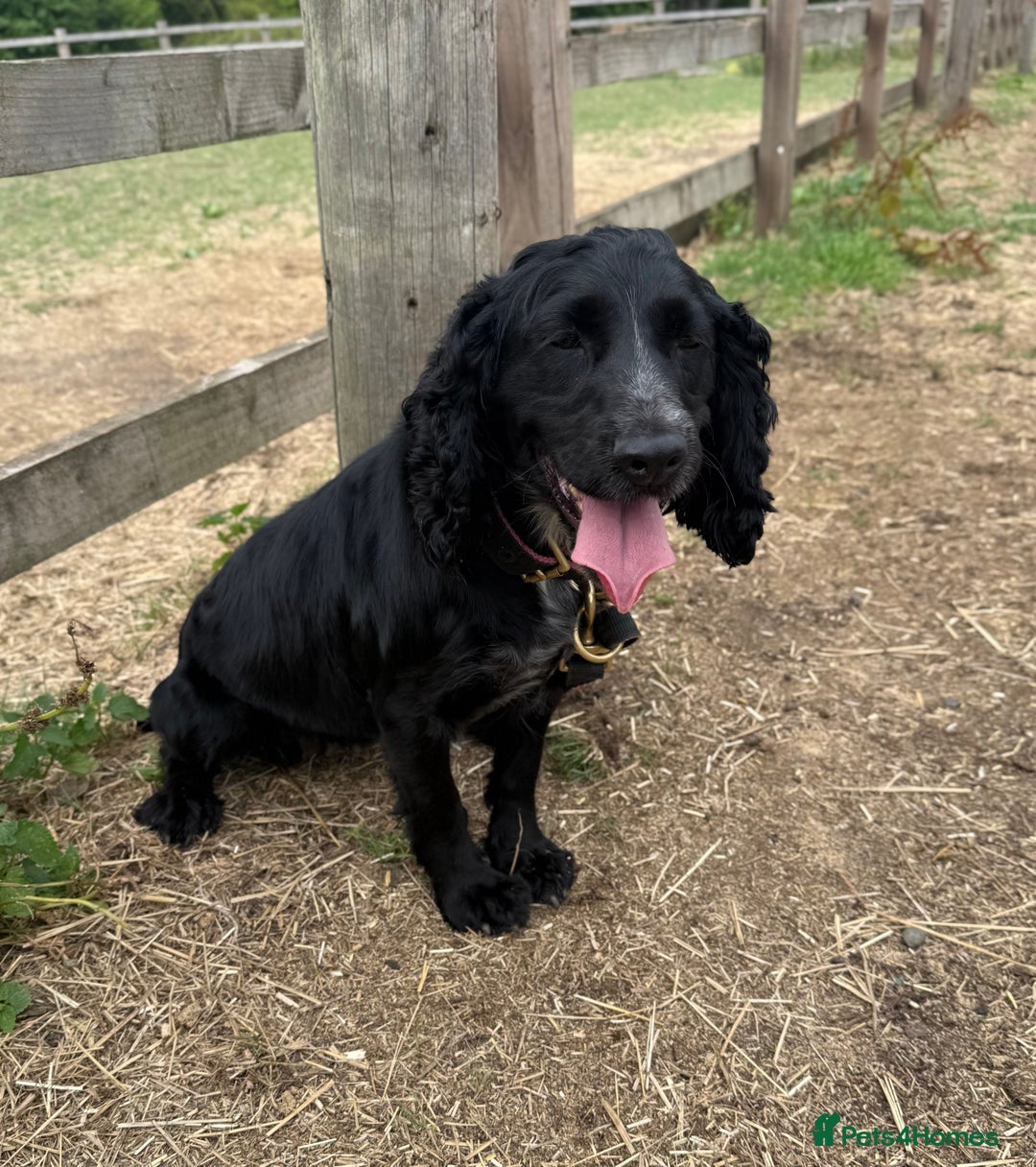 Cocker Spaniel dogs for sale: 3 year old Female Cocker Spaniel  - Image 2