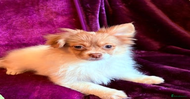 Mixed Breed dogs - Advert 5