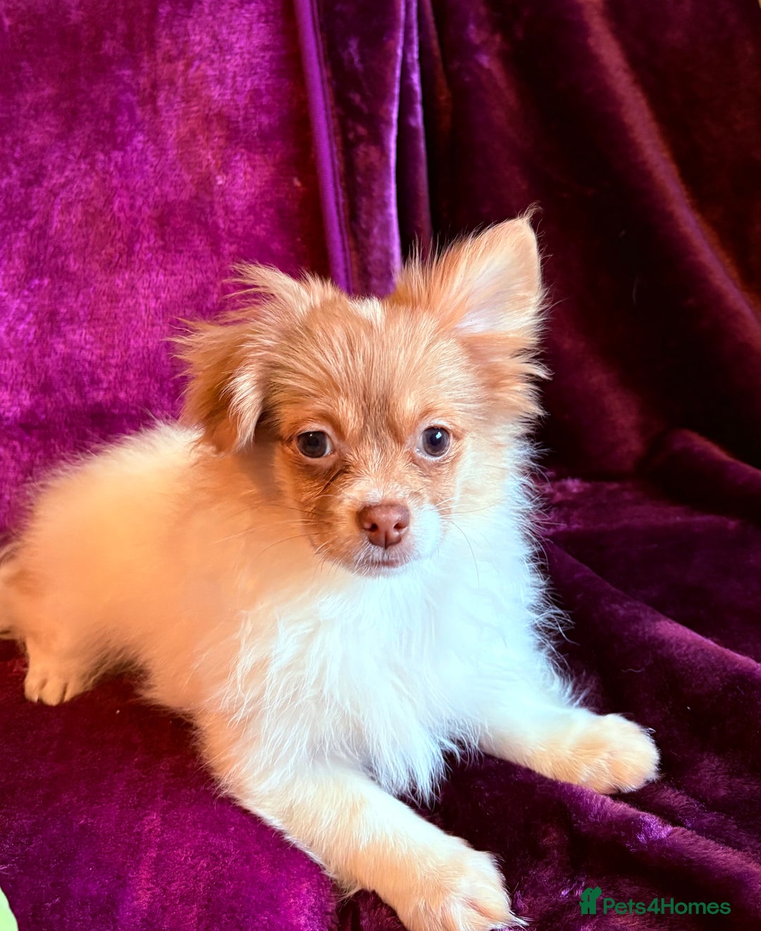 Mixed Breed dogs for sale: IMPERIAL SHITZU x POMERANIAN PUPS - Image 3