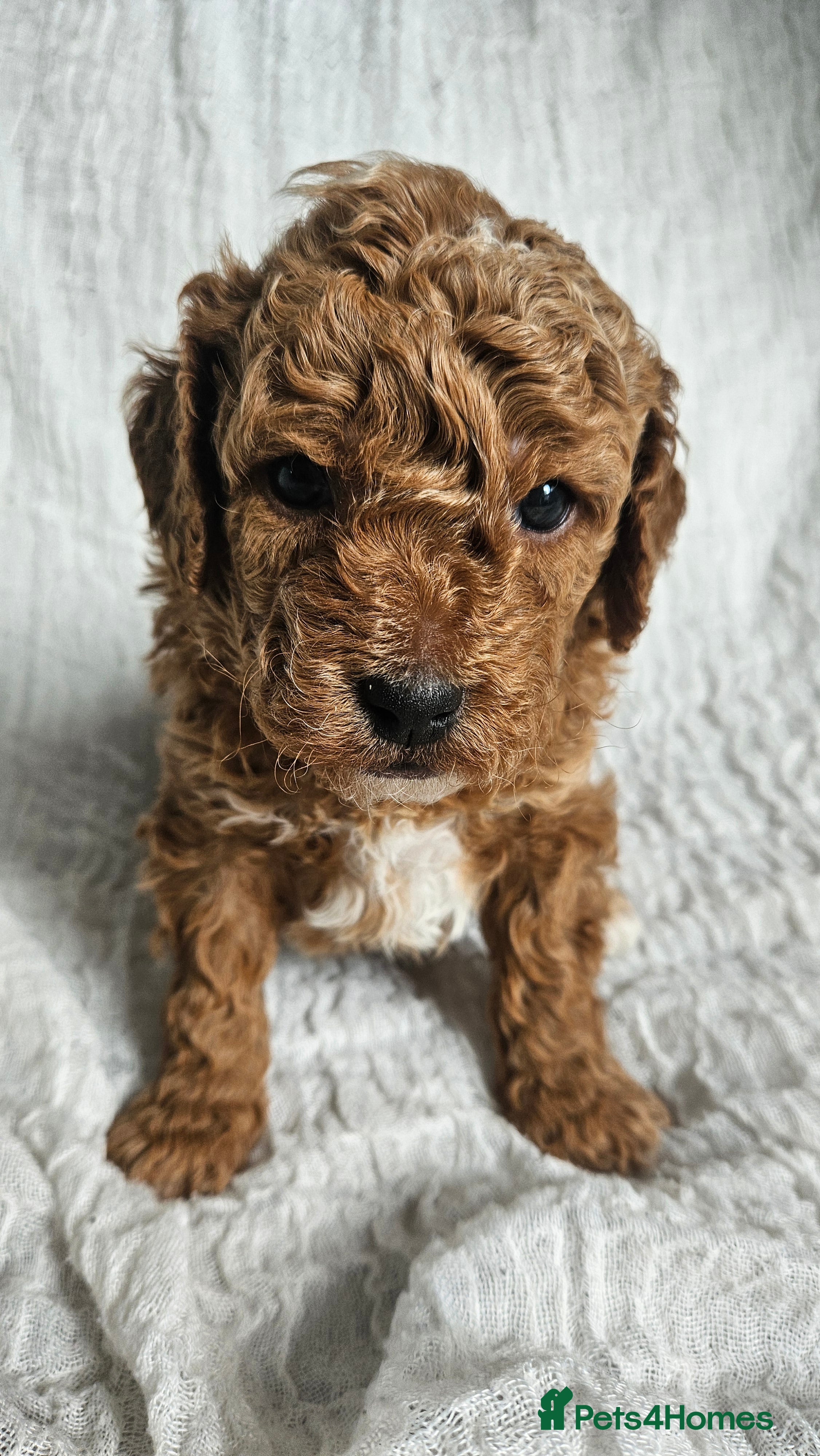Mini Goldendoodle dogs for sale: 🐾✨ Beautiful Toy Goldendoodle Puppies  ✨🐾 - Advert 31