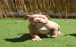 American Bully dogs for sale: Champagne, Chocolate, Merle Micro Pocket Bullys  in Wilmslow - Image 27