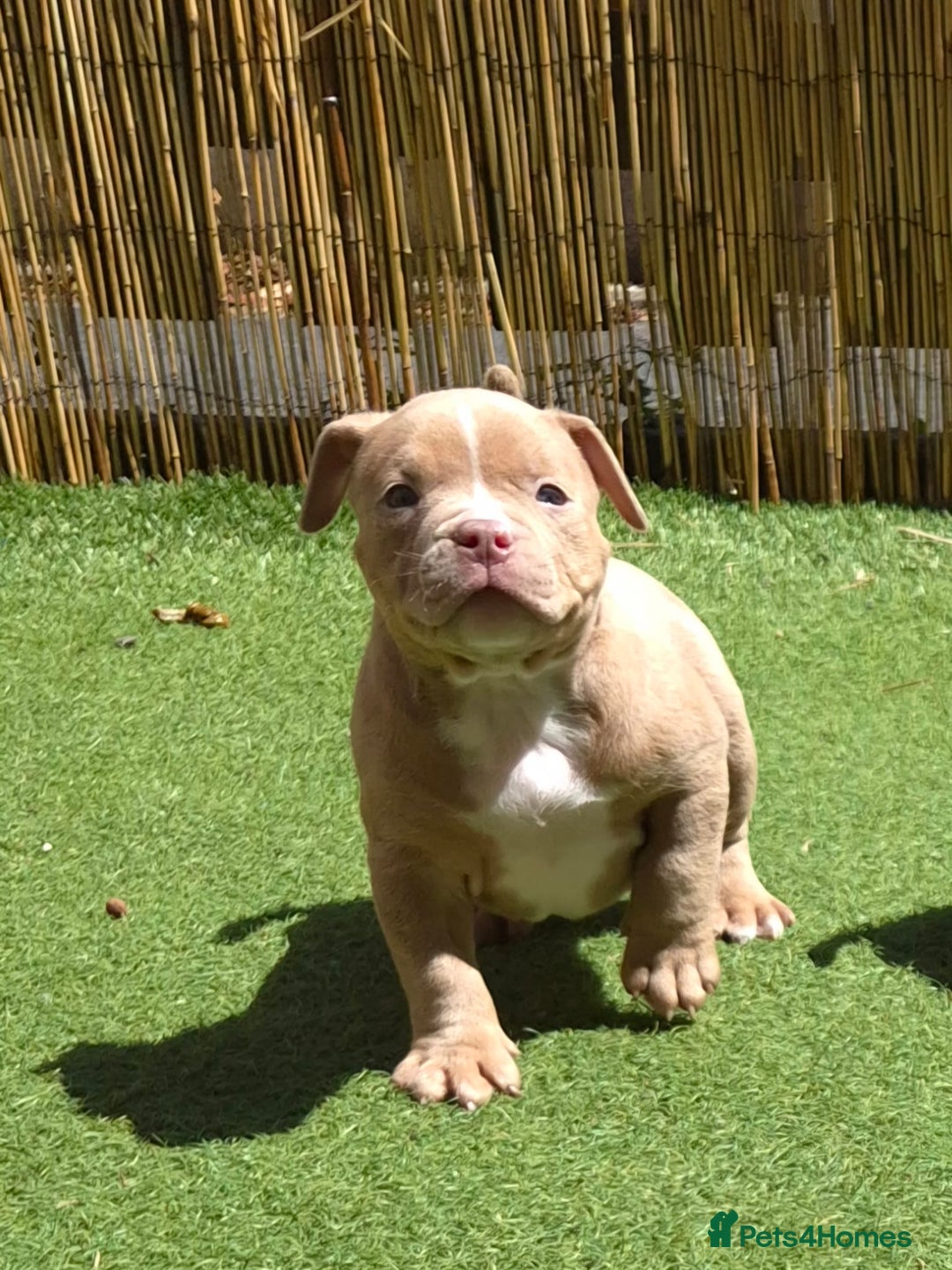 American Bully dogs for sale: Champagne, Chocolate, Merle Micro Pocket Bullys  in Wilmslow - Image 27