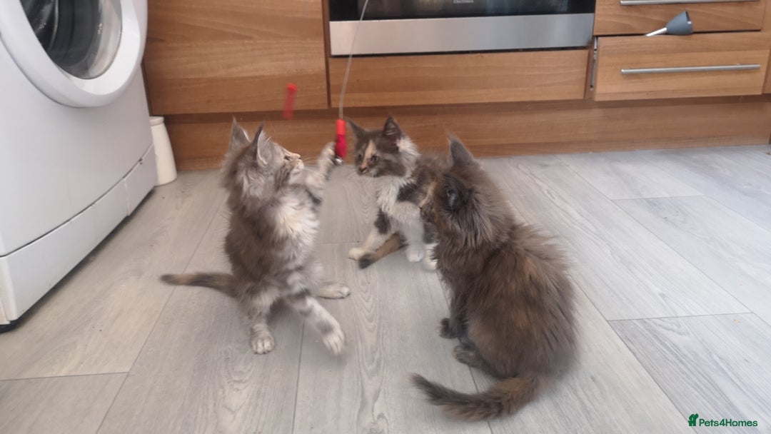Maine Coon cats for sale: Maine Coon Kittens Parents Tica Reg& Health tested - Image 12